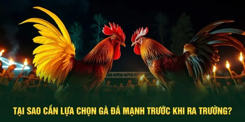Lựa chọn gà đá mạnh luôn cần thiết