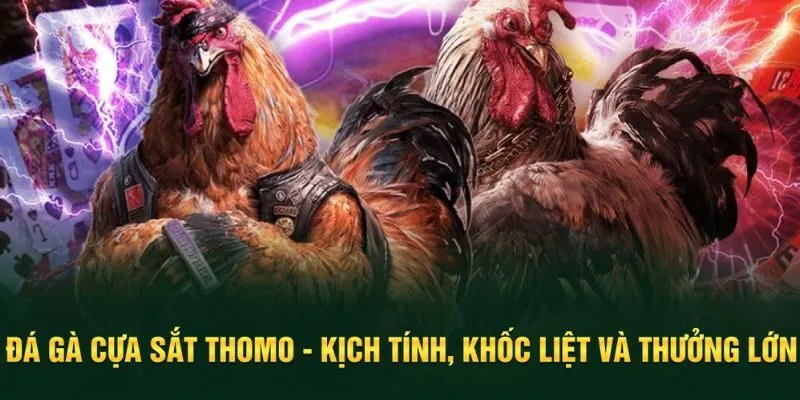 Đá gà cựa sắt thomo
