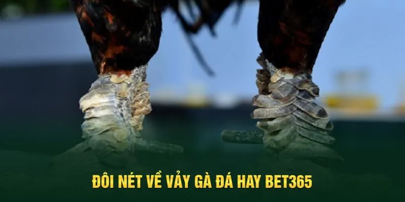 Giới thiệu tổng quan về vảy gà đá hay Bet365