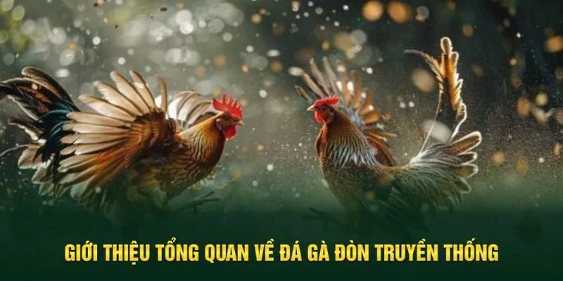Tìm hiểu về đá gà đòn truyền thống