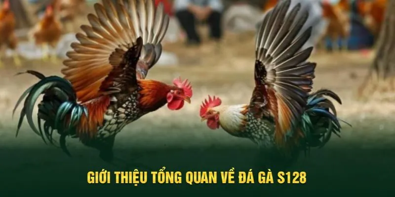 Tổng quan về đá gà S128 siêu hot