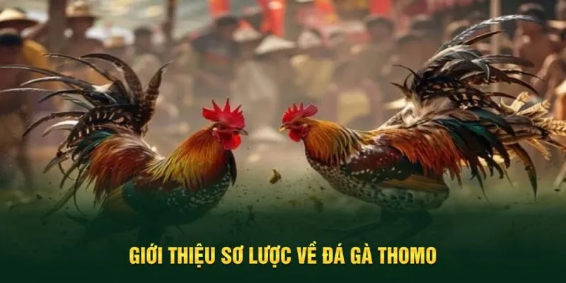 Giới thiệu nhanh về đá gà Thomo