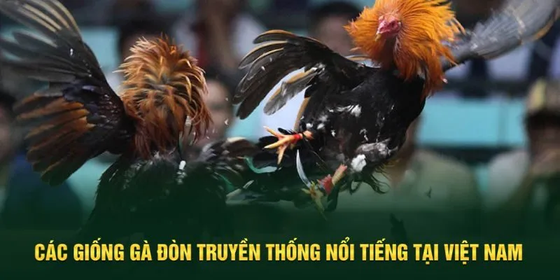 Các giống gà đá đòn phổ biến