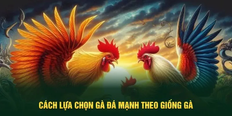 Lựa chọn gà đá theo giống