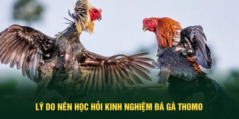 Lý do nên trang bị kinh nghiệm đá gà Thomo