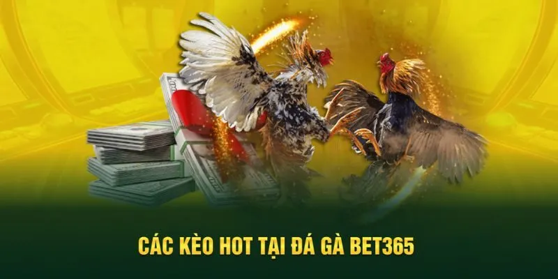 Kèo cược đá gà hot tại sảnh