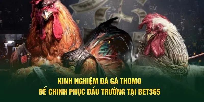 kinh nghiệm đá gà Thomo