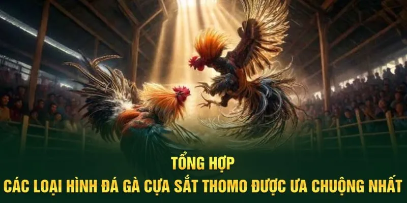 Những loại hình gà đá phổ biến hay nhất