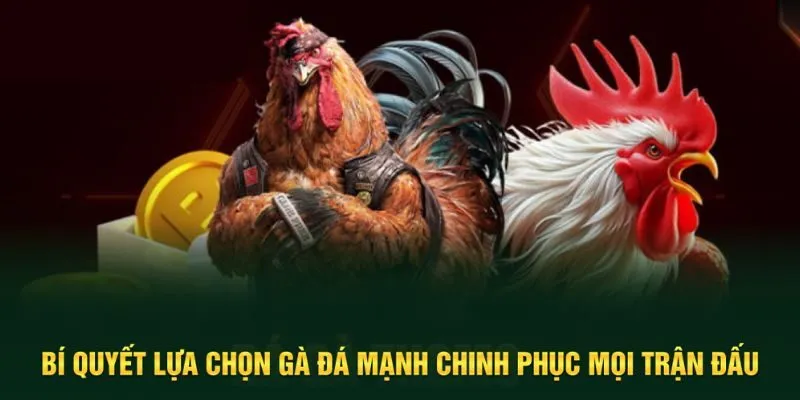 Lựa chọn gà đá mạnh