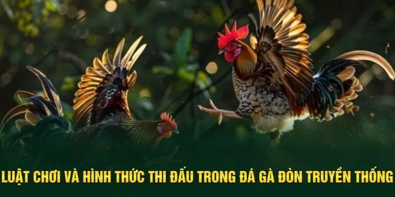 Luật chơi và hình thức thi đá gà đòn