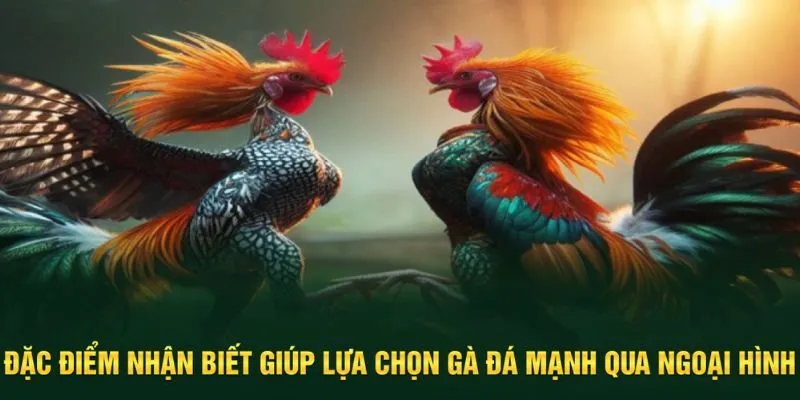 Đặc điểm nhận biết gà đá mạnh qua ngoại hình