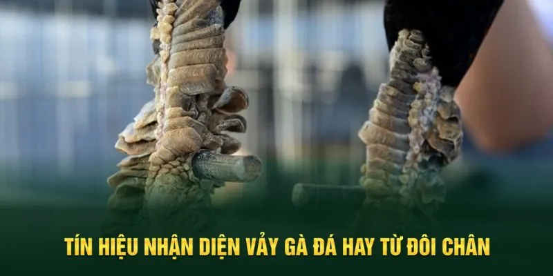 Nhận diện chuẩn xác vảy gà đá hay