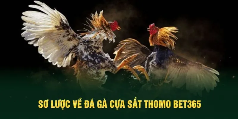 Đôi nét cơ bản về tựa game đá gà cựa sắt thomo Bet365 