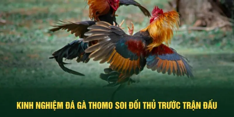 Kinh nghiệm soi gà đối thủ