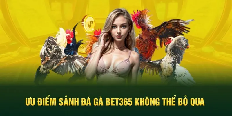 Điểm danh những ưu điểm tại sảnh đá gà