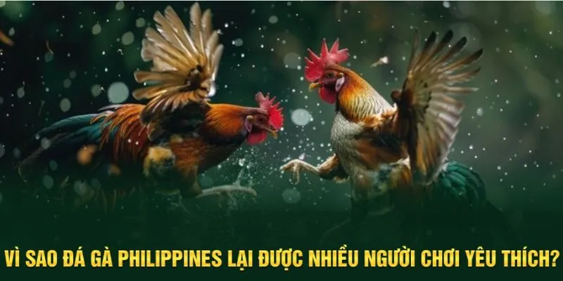 Ưu điểm nổi bật của Đá gà Philippines