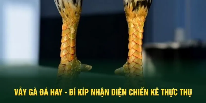 vảy gà đá hay